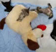 Gatinhos fofinhos