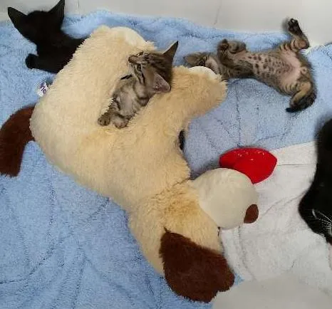 Gato ra a SRD idade Abaixo de 2 meses nome Gatinhos fofinhos