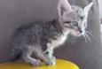 Gatinhos fofinhos