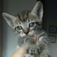 Gatinhos fofinhos