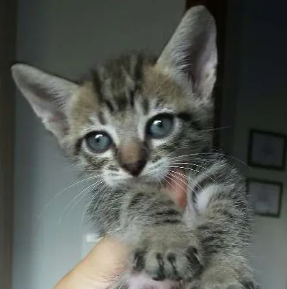 Gato ra a SRD idade Abaixo de 2 meses nome Gatinhos fofinhos