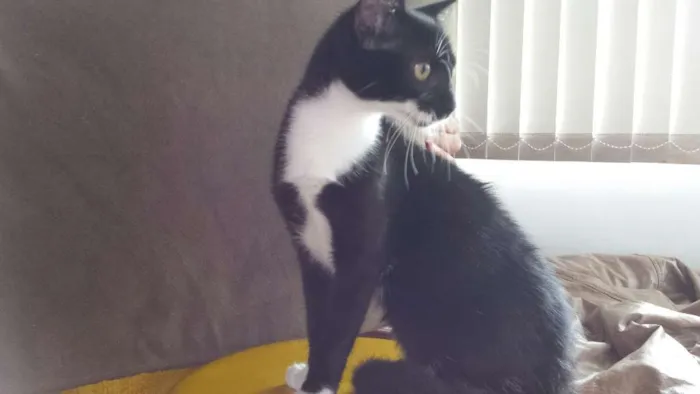 Gato ra a SRD idade 2 a 6 meses nome Dona Florinda
