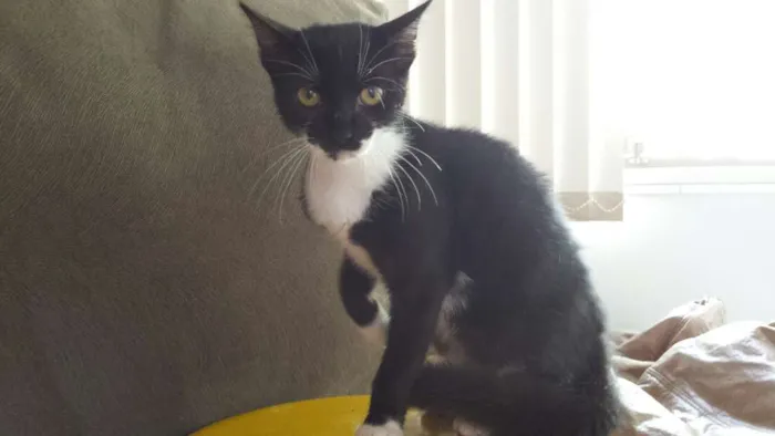 Gato ra a SRD idade 2 a 6 meses nome Dona Florinda