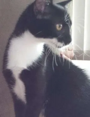 Gato raça SRD idade 2 a 6 meses nome Dona Florinda