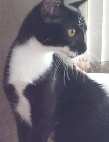 Gato ra a SRD idade 2 a 6 meses nome Dona Florinda