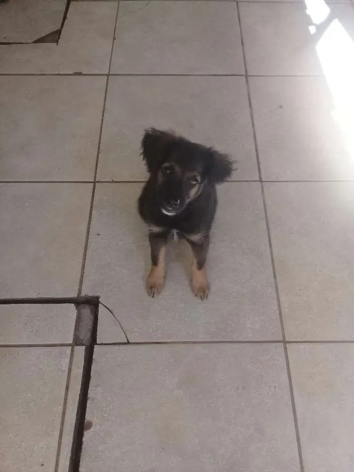 Cachorro ra a Mestiça  idade 2 a 6 meses nome Méu