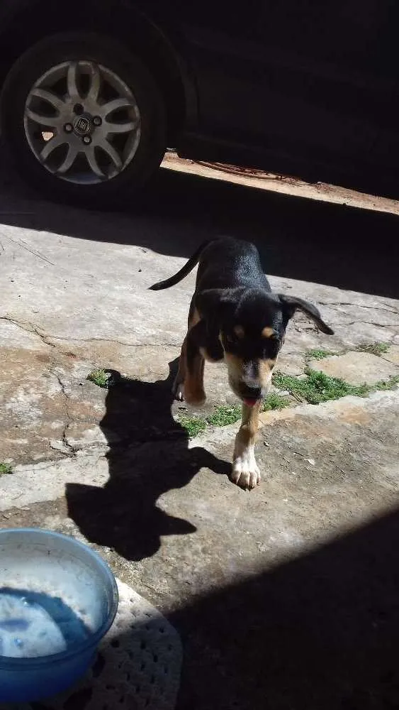 Cachorro ra a Doberman misturada idade Abaixo de 2 meses nome Preta