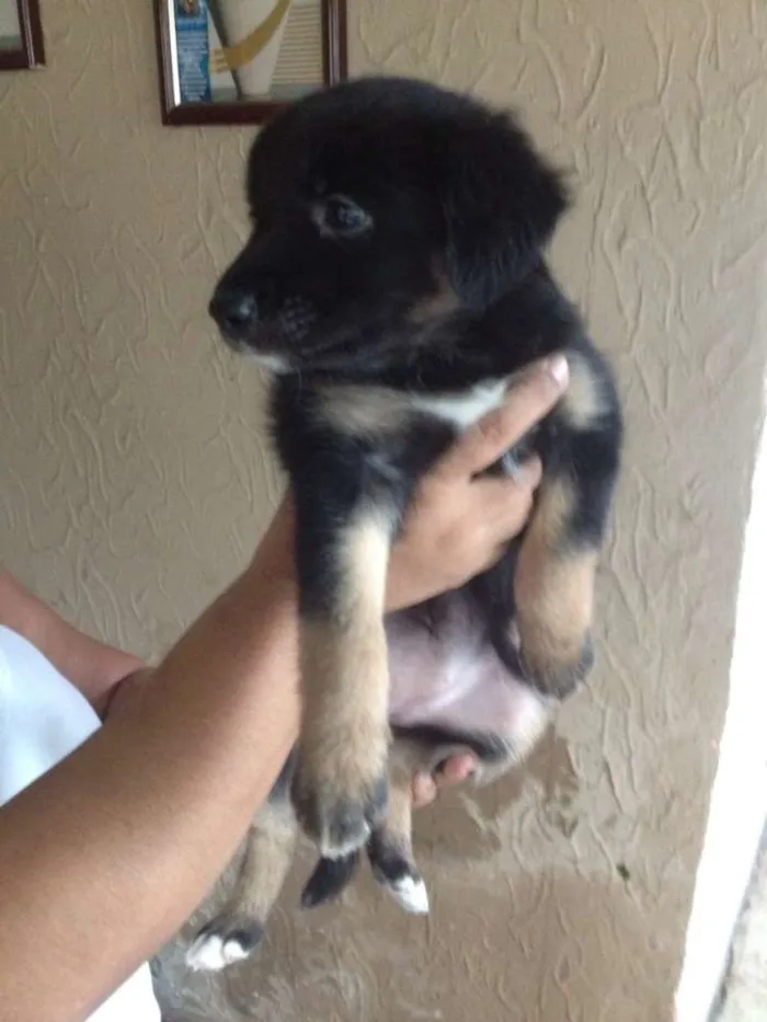 Cachorro ra a Vira lata idade Abaixo de 2 meses nome Nati