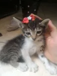 Gato raça Vira lata idade 2 a 6 meses nome Belinha,mileide