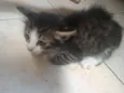 Gato raça Vira lata idade 2 a 6 meses nome Belinha,mileide