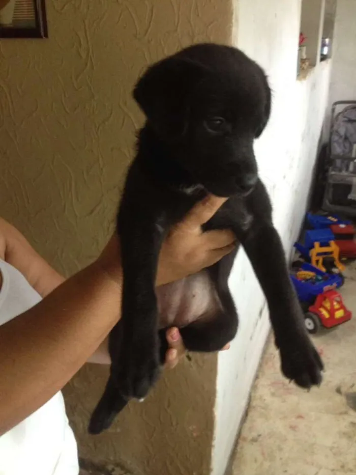 Cachorro ra a Vira lata idade Abaixo de 2 meses nome Lindy