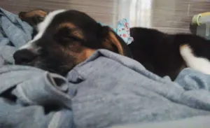 Cachorro raça SRD idade 2 a 6 meses nome Alaska