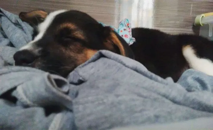 Cachorro ra a SRD idade 2 a 6 meses nome Alaska