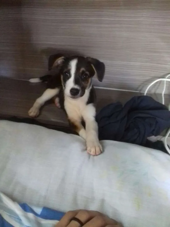 Cachorro ra a SRD idade 2 a 6 meses nome Alaska