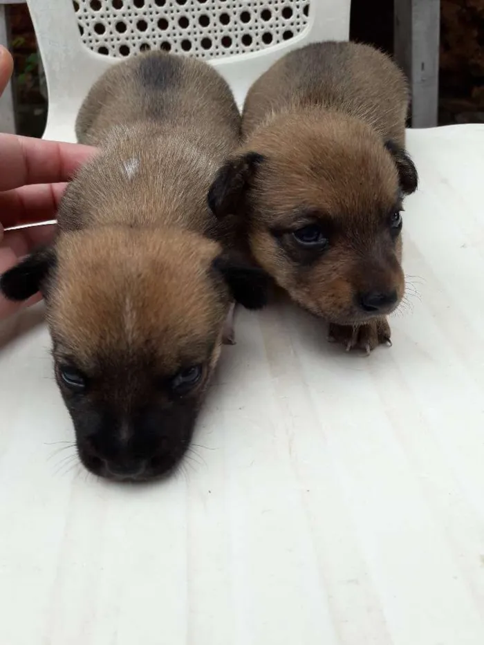 Cachorro ra a Sem  idade 6 ou mais anos nome Belinha e Sheli 