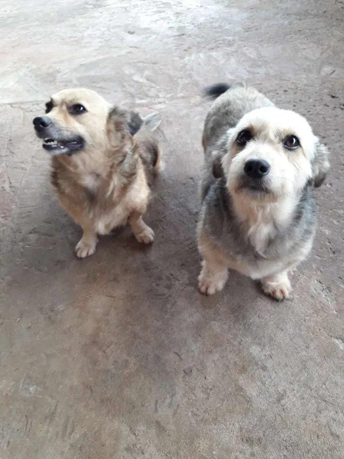 Cachorro ra a Sem  idade 6 ou mais anos nome Belinha e Sheli 