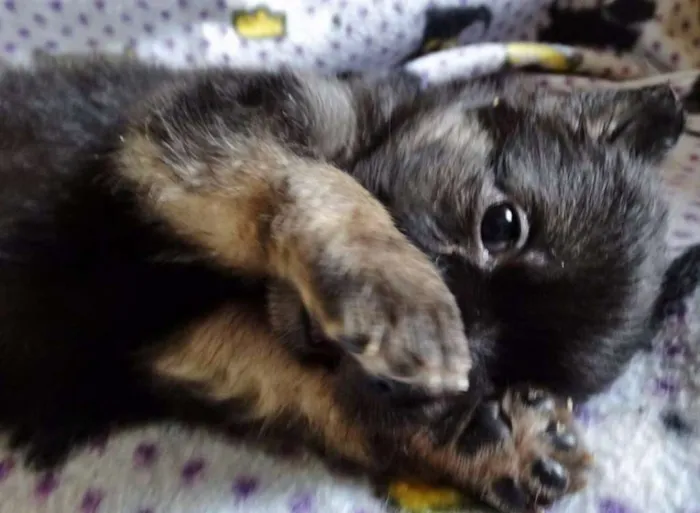 Cachorro ra a SRD idade Abaixo de 2 meses nome Zangão