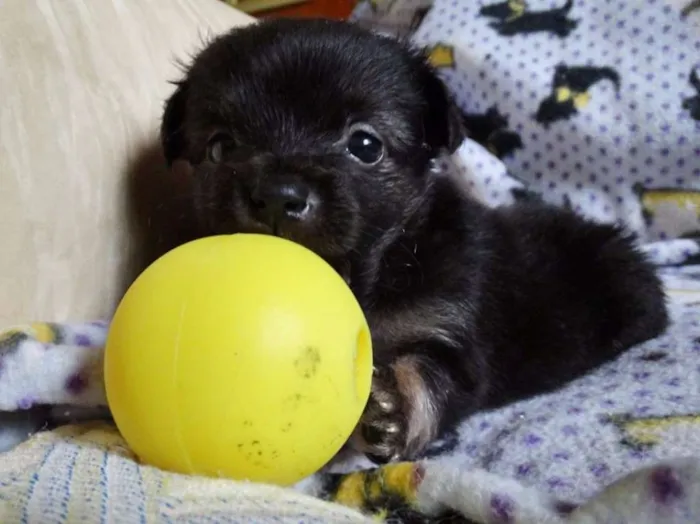 Cachorro ra a SRD idade Abaixo de 2 meses nome Zangão