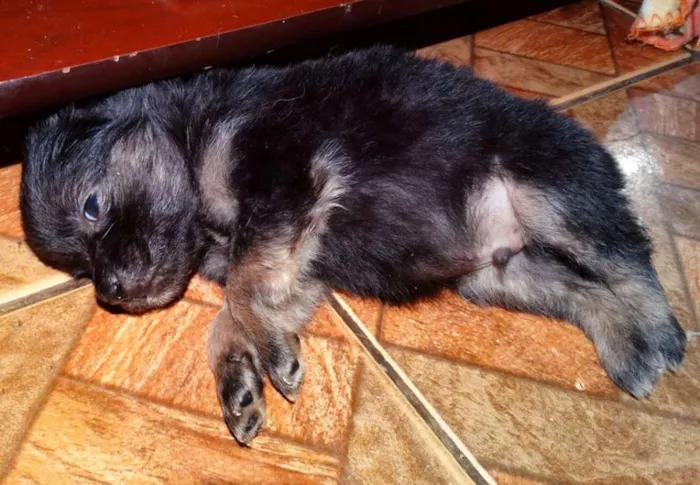 Cachorro ra a SRD idade Abaixo de 2 meses nome Zangão