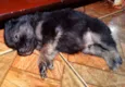 Zangão