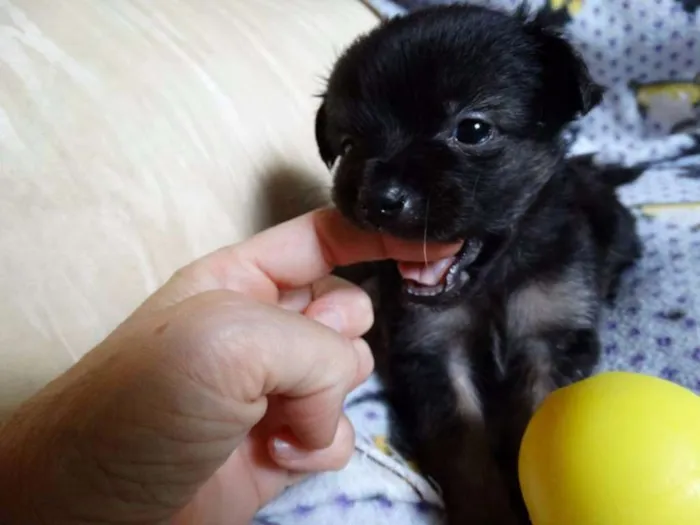 Cachorro ra a SRD idade Abaixo de 2 meses nome Zangão