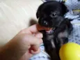 Zangão