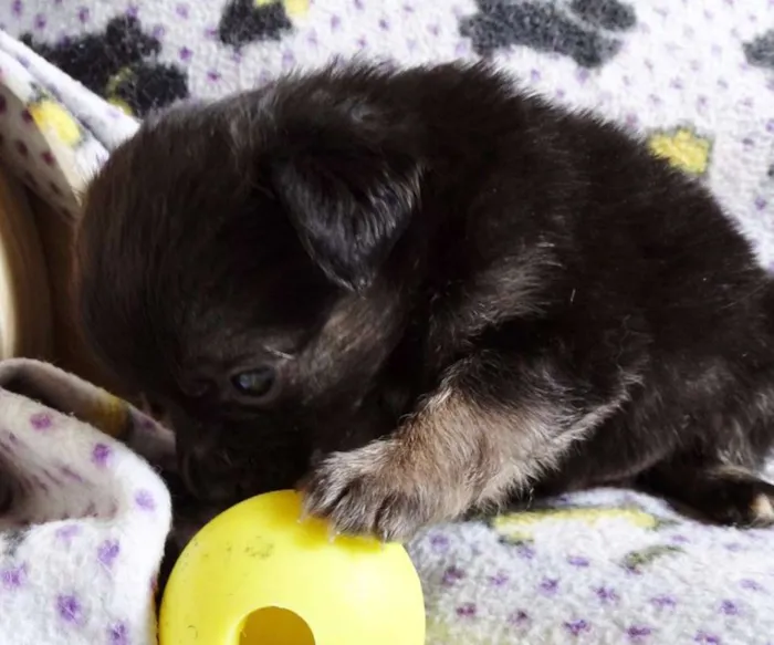 Cachorro ra a SRD idade Abaixo de 2 meses nome Zangão