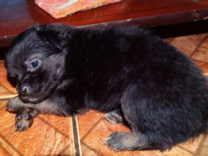 Cachorro ra a SRD idade Abaixo de 2 meses nome Zangão