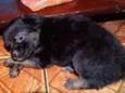 Zangão