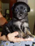 Zangão