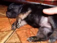 Zangão