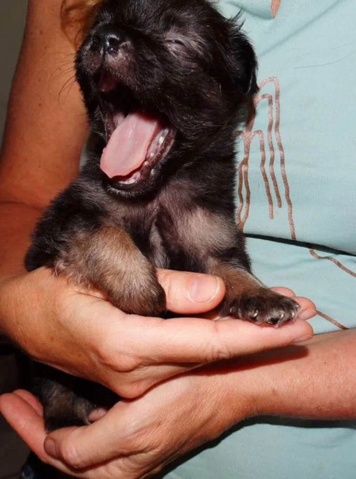 Cachorro ra a SRD idade Abaixo de 2 meses nome Zangão