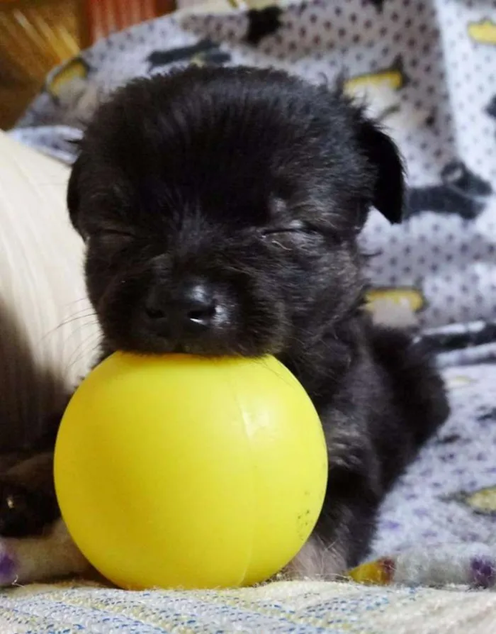 Cachorro ra a SRD idade Abaixo de 2 meses nome Zangão