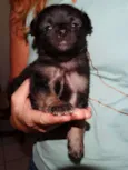 Zangão