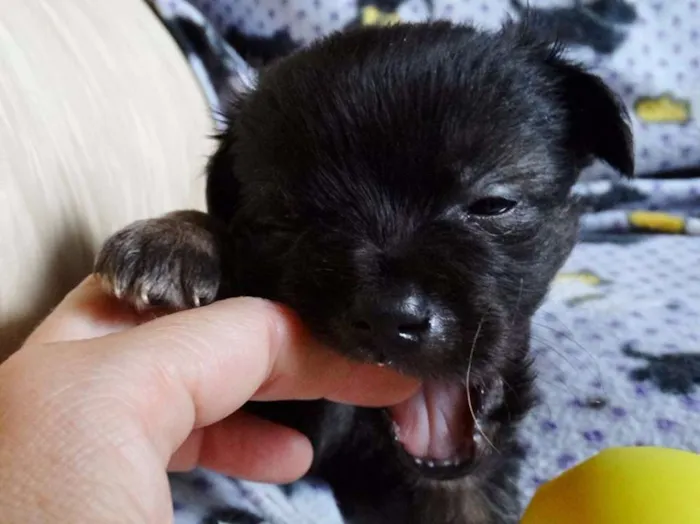 Cachorro ra a SRD idade Abaixo de 2 meses nome Zangão