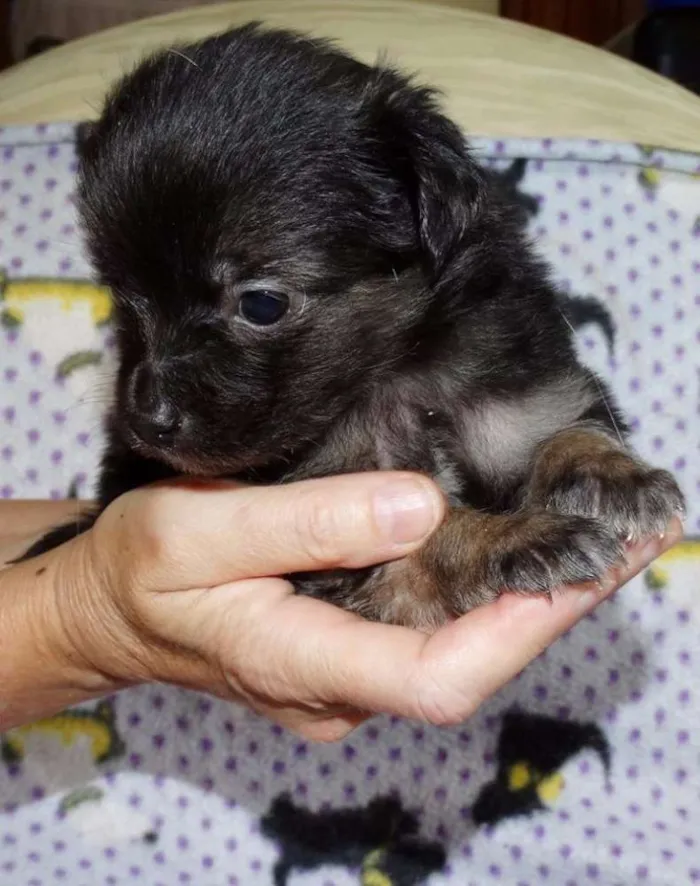 Cachorro ra a SRD idade Abaixo de 2 meses nome Zangão
