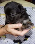 Zangão