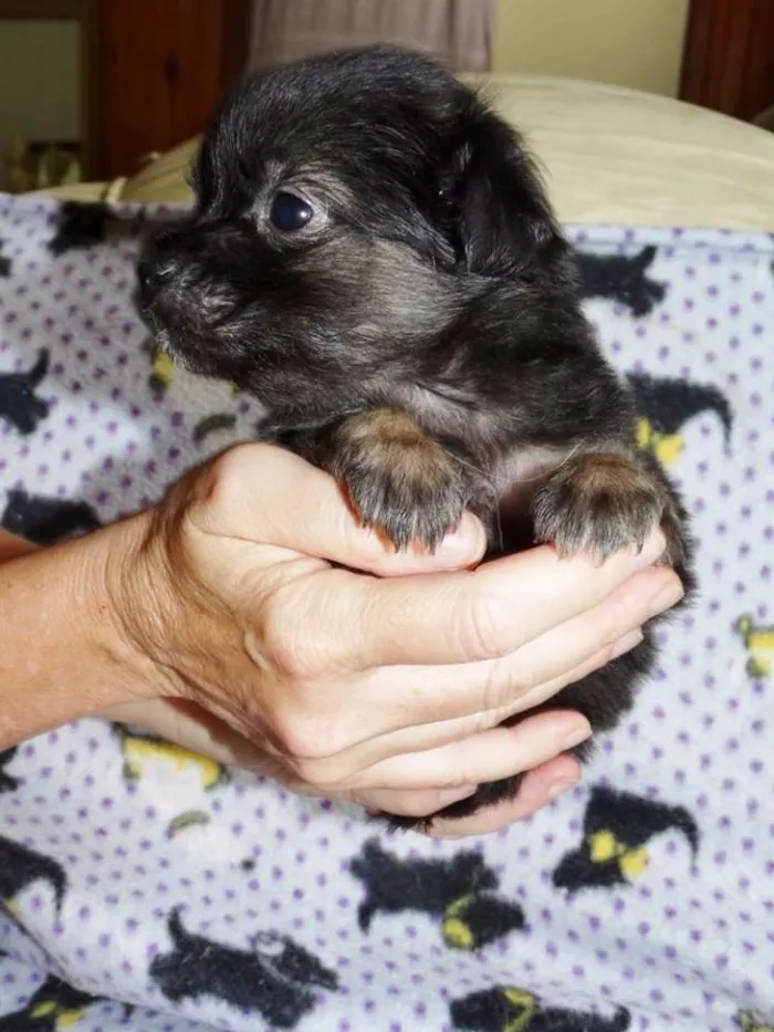 Cachorro ra a SRD idade Abaixo de 2 meses nome Zangão