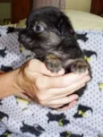 Zangão
