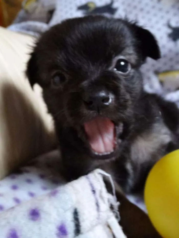 Cachorro ra a SRD idade Abaixo de 2 meses nome Zangão