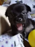 Zangão