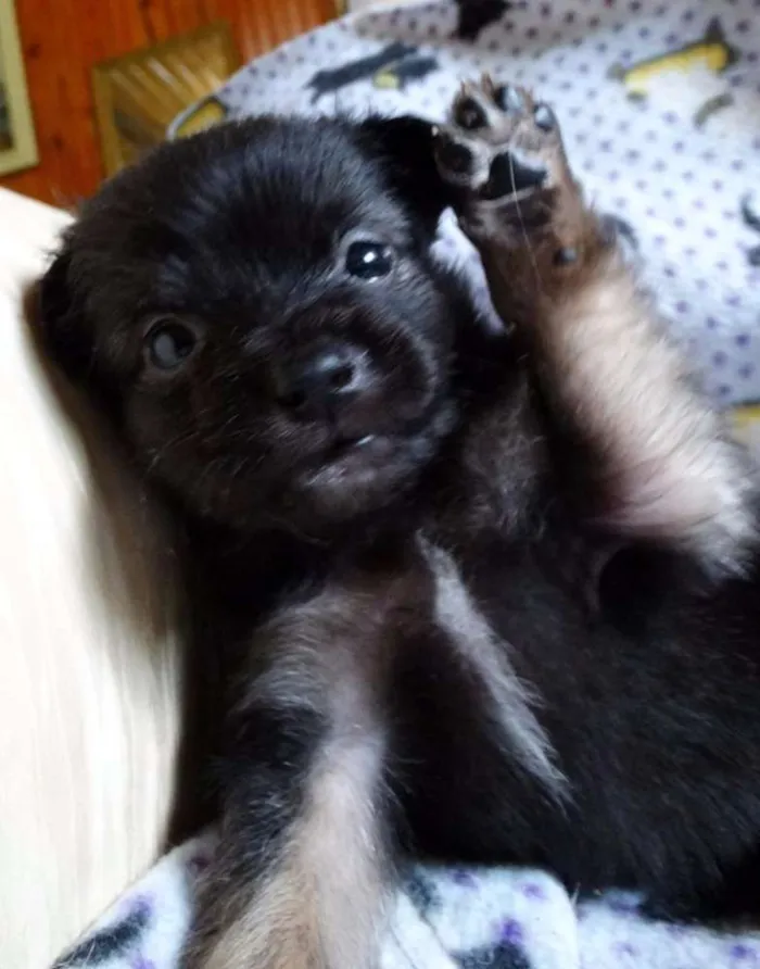 Cachorro ra a SRD idade Abaixo de 2 meses nome Zangão