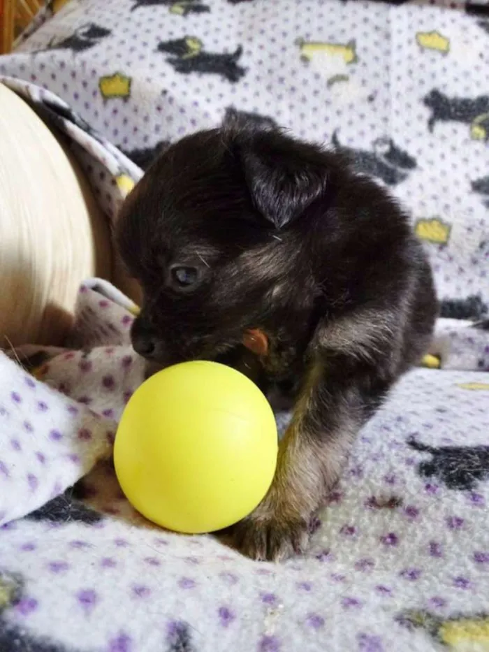 Cachorro ra a SRD idade Abaixo de 2 meses nome Zangão