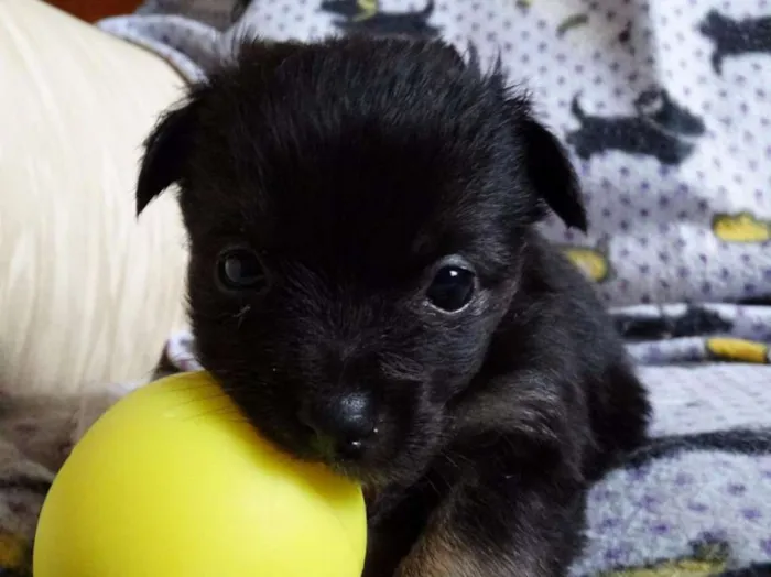 Cachorro ra a SRD idade Abaixo de 2 meses nome Zangão