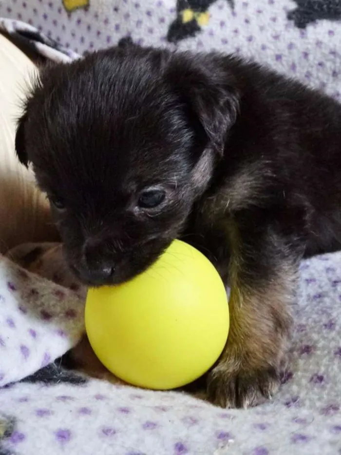 Cachorro ra a SRD idade Abaixo de 2 meses nome Zangão