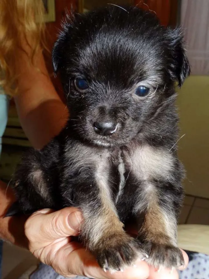 Cachorro ra a SRD idade Abaixo de 2 meses nome Zangão