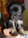 Zangão