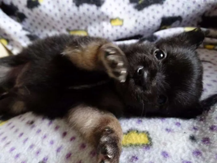 Cachorro ra a SRD idade Abaixo de 2 meses nome Zangão