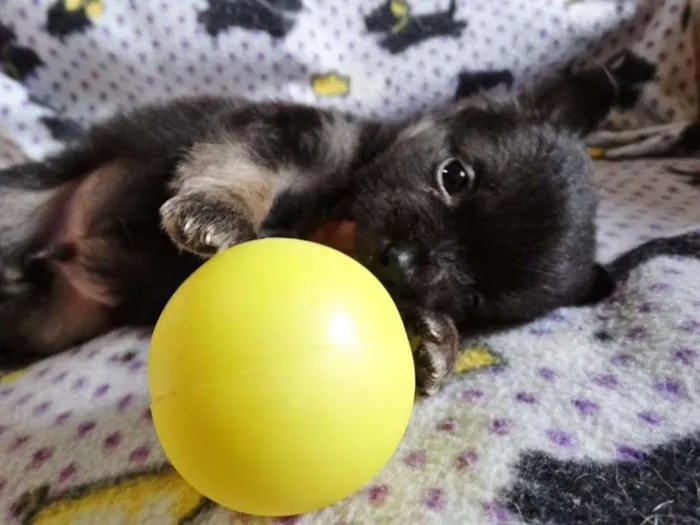 Cachorro ra a SRD idade Abaixo de 2 meses nome Zangão