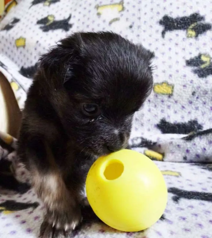 Cachorro ra a SRD idade Abaixo de 2 meses nome Zangão